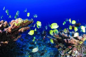 Dünyanın ən zəhərli 6 balığı