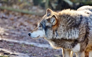 Kürdəmirdə canavarlar kəndə hücum etdi