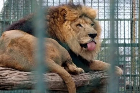 6 metr hündürlüyündə hasarı aşdı - Aslanın qəfəsinə girdi / FOTO