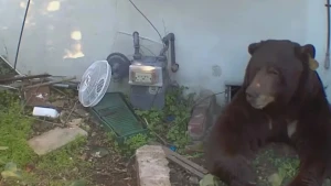 Evinin altından 500 kq-lıq ayı çıxdı - Şok hadisə