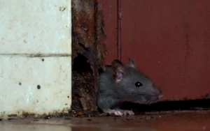 Bakıda siçovullar maşınlara zərər vurdu - VİDEO&nbsp;