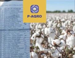 \"P-Aqro” MMC onlarla fermerin pambığını alıb, pulunu vermir -  Vətəndaşlardan ŞİKAYƏT