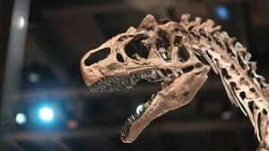 210 milyon il əvvələ aid qalıntılar tapıldı - İtaliyada tarixi kəşf