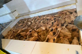 \"Kənd toyuqları”nı rəngləyib satırlarmış - FOTOLAR