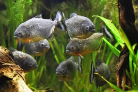 2 yaşlı uşaq balıqların hücumuna məruz qaldı - Həlak oldu&nbsp;