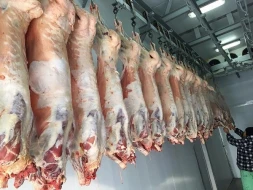 Bakıda satılan \"monqol quzuları\" təhlükəsizdir? - AÇIQLAMA