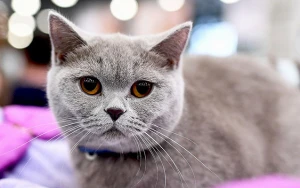 Pişiklərin təhlükə barədə xəbərdarlıq etdiyi 7 siqnal