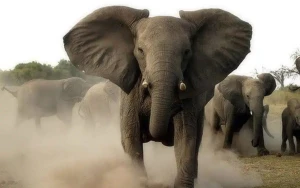 Hindistanda fil 22 nəfərin ölümünə səbəb oldu - Dəhşətli hadisə