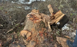 Ağacları kəsməkdə şübhəli bilinən şəxs saxlanıldı