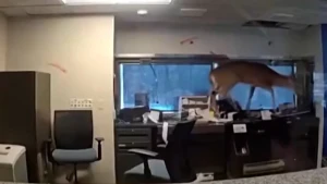 Nyu-Yorkda şok hadisə - Maral banka girdi / ANBAAN&nbsp;VİDEO