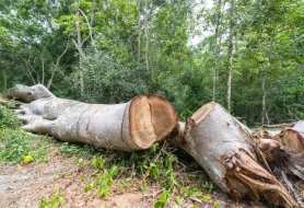 Təbiətə 129 minlik ziyan vurdular