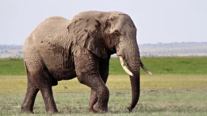 Taylandda turistə fil hücum etdi 