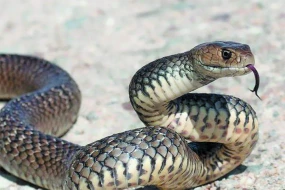 Müğənni ilan hücumuna məruz qalaraq öldü