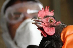 Ölkəmizdə quş qripinə yoluxma halları aşkarlanıb?