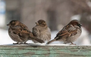 Bakıda sərçələr niyə tələf olur? - AÇIQLAMA