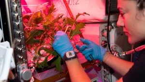 Kosmosda pomidor əkdilər - Maraqlı eksperiment