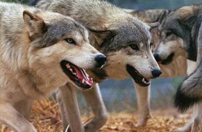 Bu kəndlərə günlərdir canavarlar hücum edir - Sakinlər təhlükədə