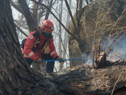 Cənubi Koreyada dəhşətli meşə yanğınları - 3 gündür davam edir