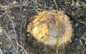 40 ağacı kəsməkdə şübhəli bilinən şəxsə cinayət işi açıldı