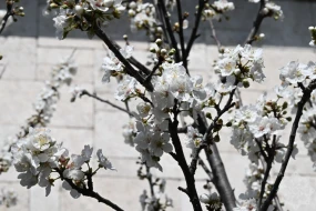 Çiçəklərdən boylanan bahar... - FOTOLAR