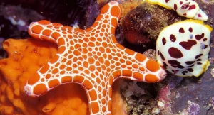 Bu canlıların nə ürəyi, nə də beyni var