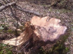 Oğuzda ağacların kəsilməsinə görə cinayət işi başlanıldı - FOTOLAR