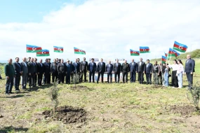 Masallıda növbəti ağacəkmə aksiyası - FOTOLAR