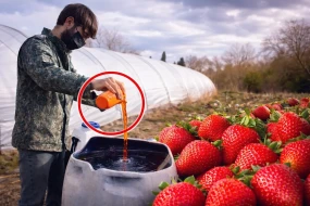 Azərbaycanda çiyələyə zəhərli maddələr qatılır? - Dəhşətli görüntülər yayıldı 