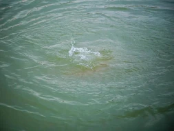 &nbsp;7 yaşlı qız kanalda boğuldu - Tərtərdə FACİƏ