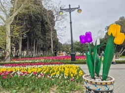 Bulvarda əkilən təbii gülləri belə əzdilər - VİDEO