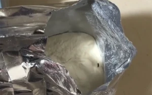 Uşaq qidasından həşərat çıxıb? - VİDEO