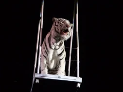 Rusiyada sirkdə dəhşətli anlar -&nbsp;Video