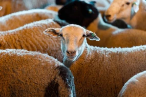Qurbanlıq heyvanlar neçəyədir? - VİDEO&nbsp;