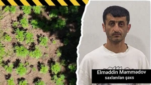 Hirkan Milli Parkının ərazisində narkoplantasiya yetişdirən şəxs saxlanıldı