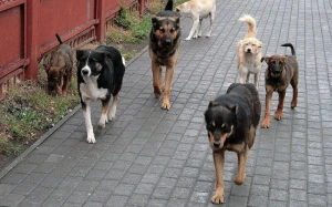 Sarayda küçə itləri yeniyetməyə hücum etdi&nbsp;