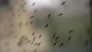 Təhlükəli virus can almağa davam edir&nbsp;