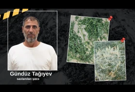 Həyətində narkotik tərkibli bitkilər yetişdirən şəxs saxlanıldı - VİDEO