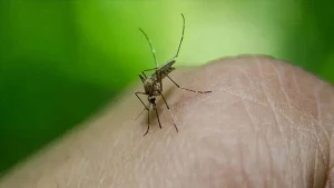 Yeni virus təhlükəsi ilə bağlı bu ölkədə xəbərdarlıq edildi