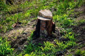 Təbiətə 49 min manatdan çox ziyan vurdular