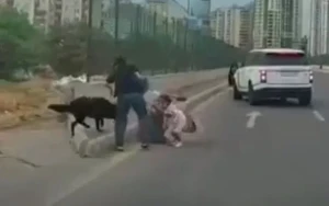 Bakıda sahibsiz it uşaqlı qadına hücum etdi - ANBAAN GÖRÜNTÜ