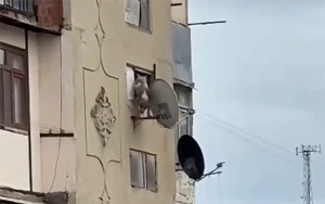 Bakıda iti pəncərədən atan şəxsə 25 sutka həbs verildi&nbsp;