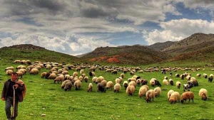 Azərbaycanda xırda və iribuynuzlu mal-qaranın SAYI